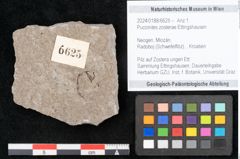 Foto (Objekt + Etikett) von Puccinites zosterae Ettingshausen (NHMW-GEO-2024-0188-6625)